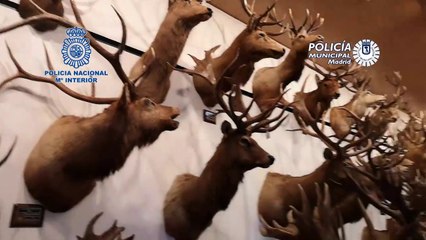 Intervenidos en Madrid 49 especímenes de animales disecados y 132 piezas de marfil