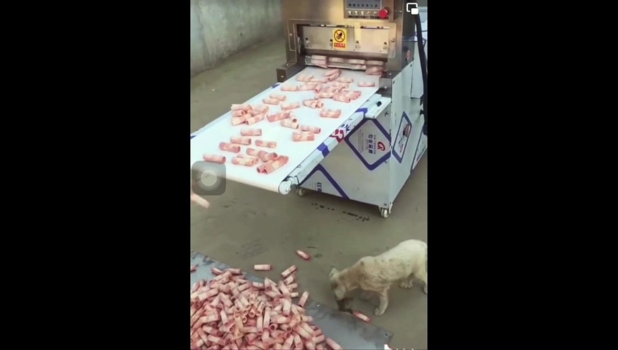 Clip: Thịt nhúng lẩu bị ném xuống sàn, đến chó cũng không thèm ăn