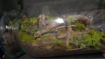 How to make a self sustaining ecosystem