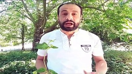 الخنفساء الحمراء صديقة المزراع وعدوة حشرة المن