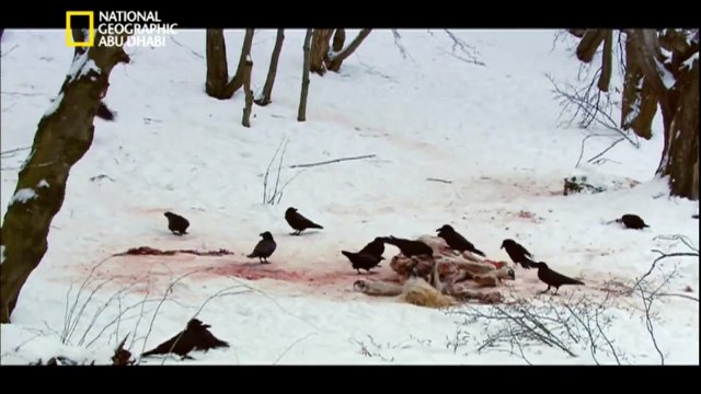 ناشونال جيوغرافيك أبوظبي - سلسلة وثائقية براري روسيا سيبيريا
