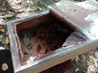 Budidaya Lebah Kelulut di Desa Datai Nirui