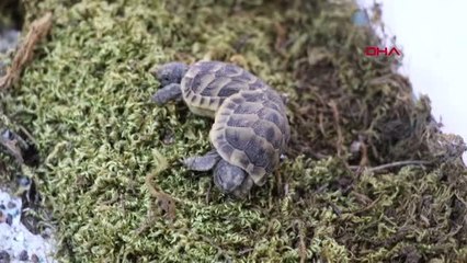 ÇİFT BAŞLI SİYAM İKİZİ KAPLUMBAĞALAR LABORATUVARDA KORUNACAK