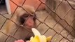 Quand un singe n'a pas faim, il n'a pas faim !