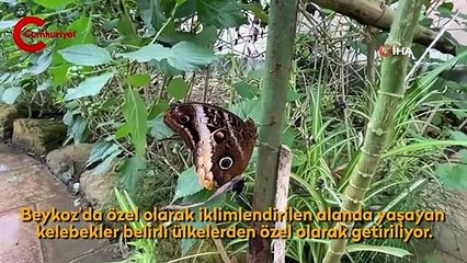 İngiltere ziyaretinde dikkatini çeken kelebek bahçesini Beykoz’da kurdu