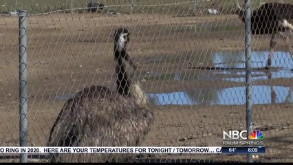 Perris Exotic Animal Farm Burglarized, Llamas Stolen