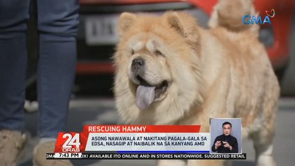 Asong nawawala at nakitang pagala-gala sa EDSA, nasagip at naibalik na sa kanyang amo | 24 Oras