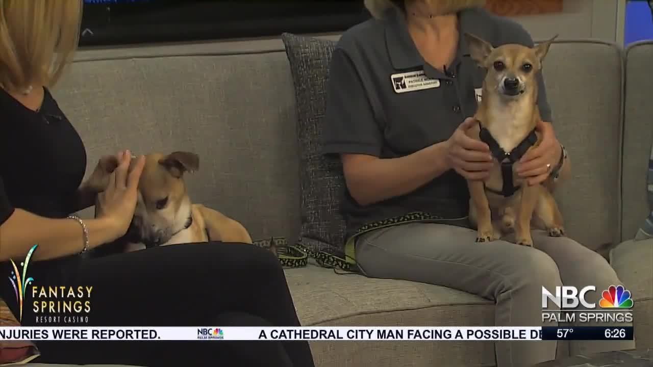 Rocky & Brutus are Back!