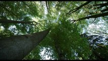 La vida secreta de los árboles - Tráiler oficial español -