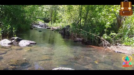 doğanın sesi su sesi