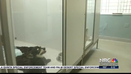 Palm Springs Animal Shelter Pleading for Help