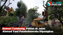 Rawan Tumbang, Pohon di Jalan Ahmad Yani Palabuhanratu Dipangkas
