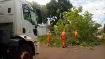 Árvore cai e interdita rua no Bairro Pacaembu