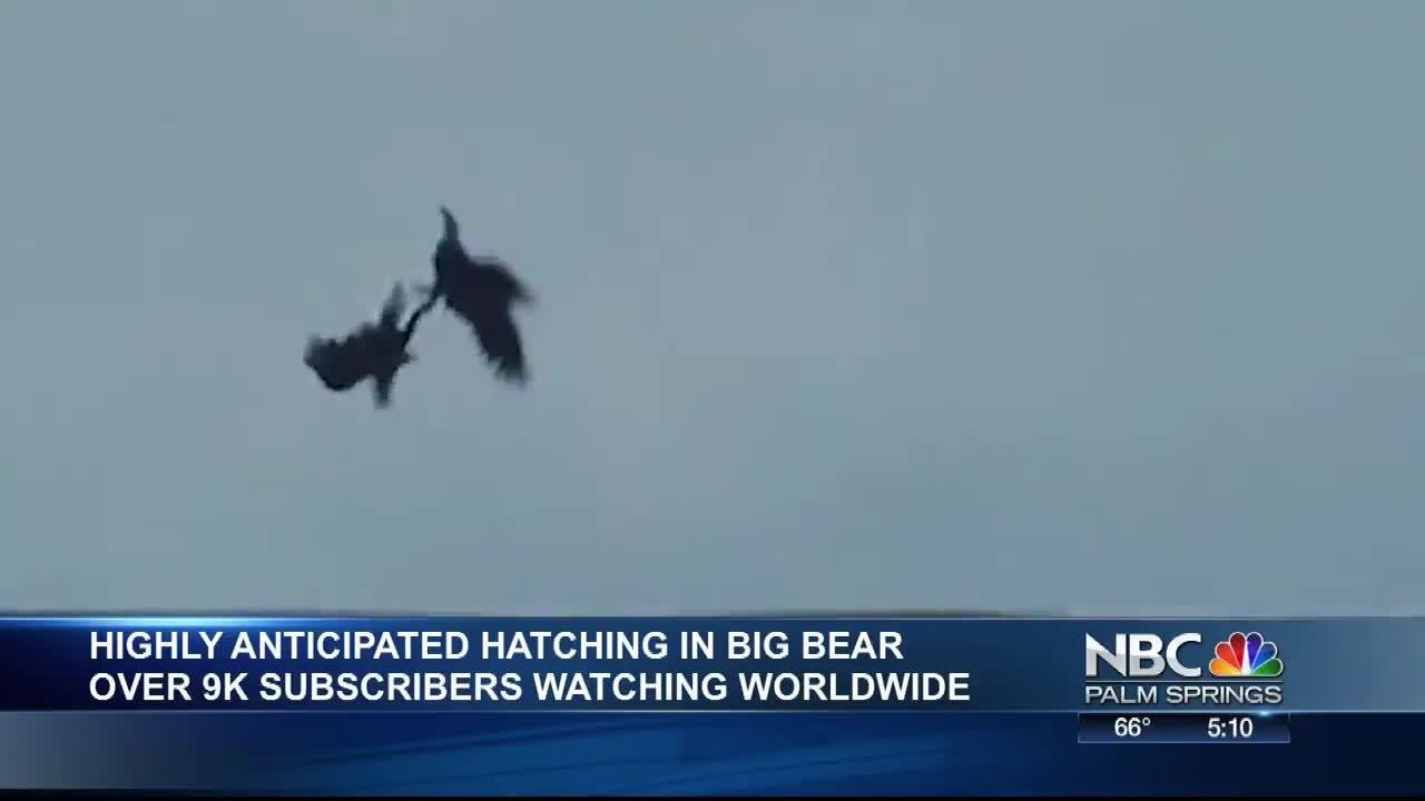 Highly Anticipated Bald Eagle Hatching