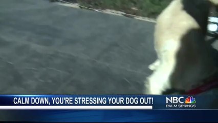 Your dog is stressed out