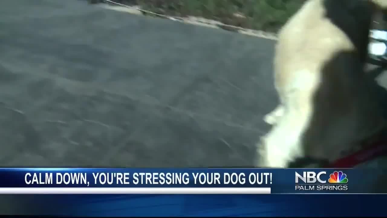 Your dog is stressed out