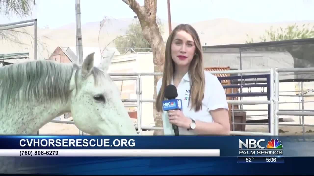 The Coachella Valley Horse Rescue Welcomes Neglected Animals With Open Arms