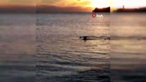 Muğla Ortaca'da sahile yaklaşan köpekbalıkları görüntülendi
