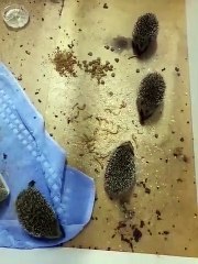 C'est l'heure du repas pour les choupissons de la famille Fontaine de Quérénaing