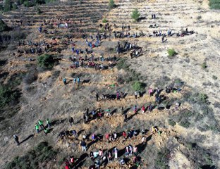 Eskişehir ve Bilecik'te binlerce fidan toprakla buluştu
