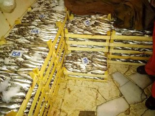 Arnavutköy'de yasadışı balık avcılığına ceza yağdı