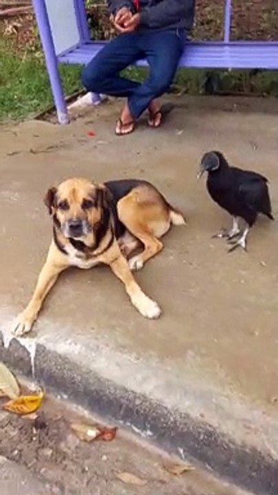 Vulture Pecks  While Dog Cleans Paws
