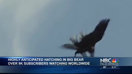 Hatching Dates Fro Bald Eagle