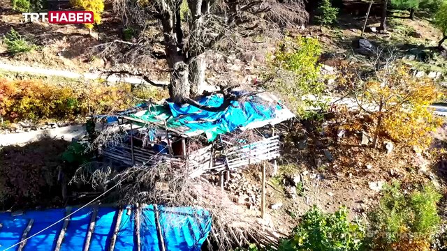 Ormanın içindeki ağaç evde huzur dolu bir yaşam