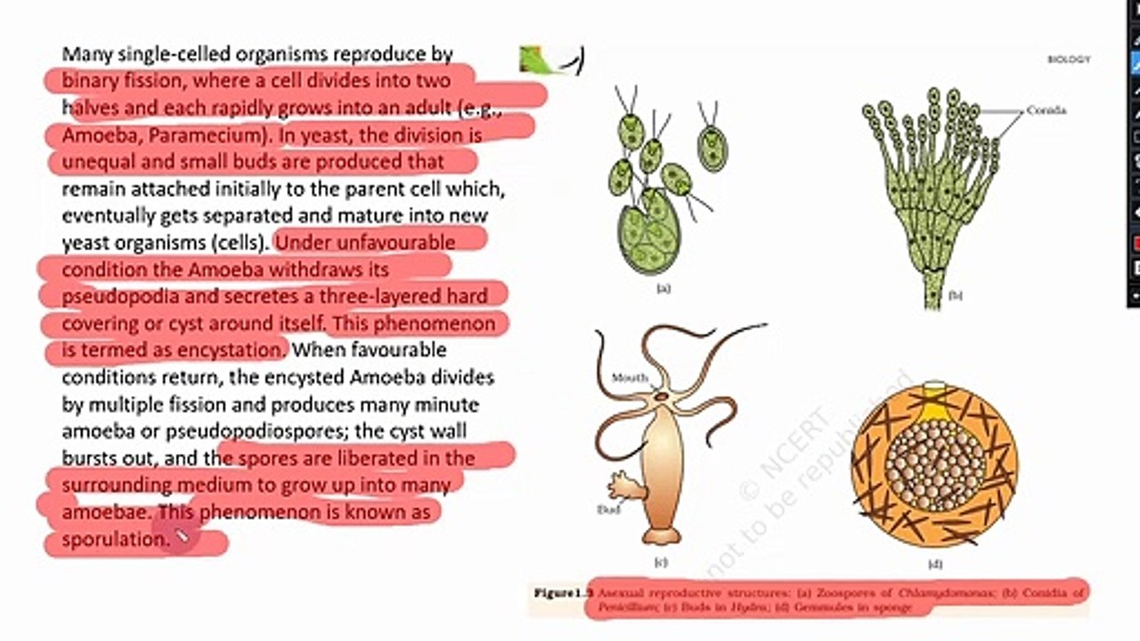 Reproduction in organism lec-1, NEET/11th/12th (K.K. Sir) What is reproduction definition in biology, What are the 4 types reproduction, What is types of reproduction, What is reproduction in animals, What is importance of reproduction,