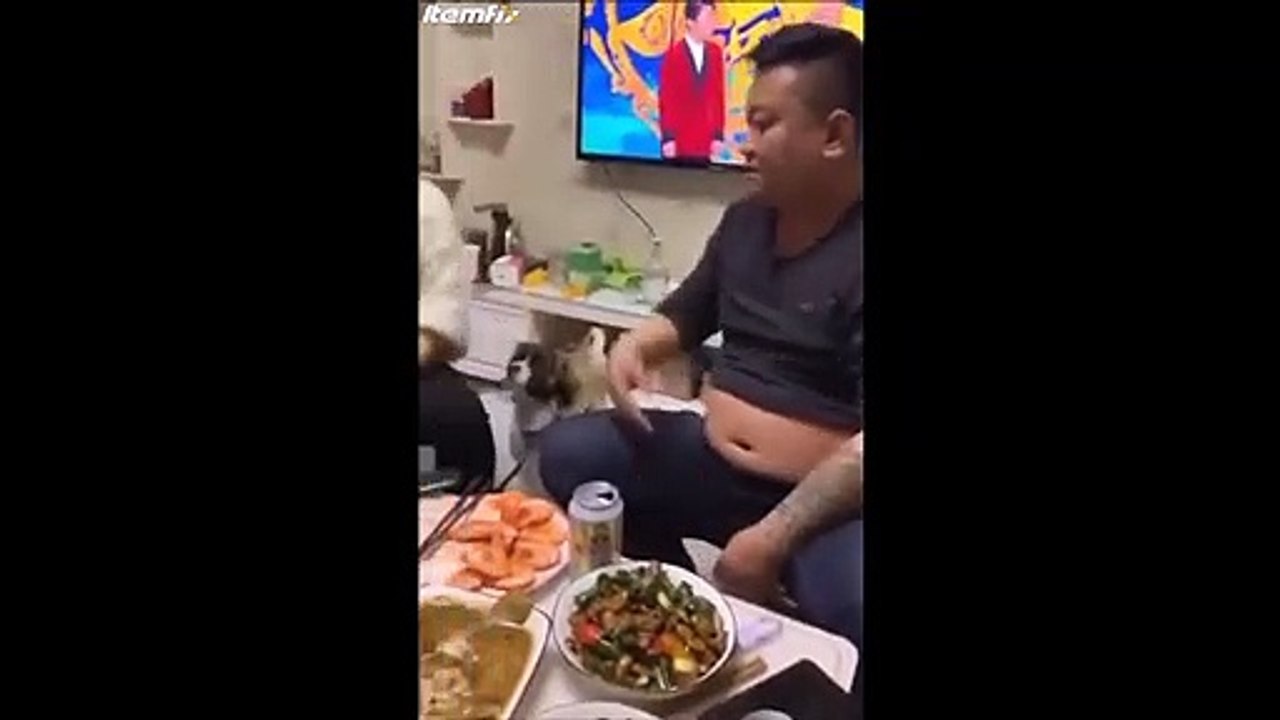 Dos perros feministas protegen a su dueña !