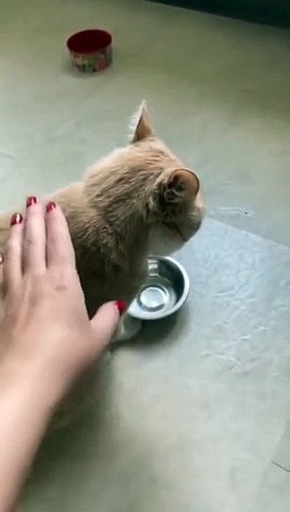 Un gato que pide su comida !