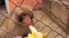 Cuando un mono no tiene hambre, no tiene hambre !