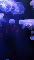 Jelly fish.