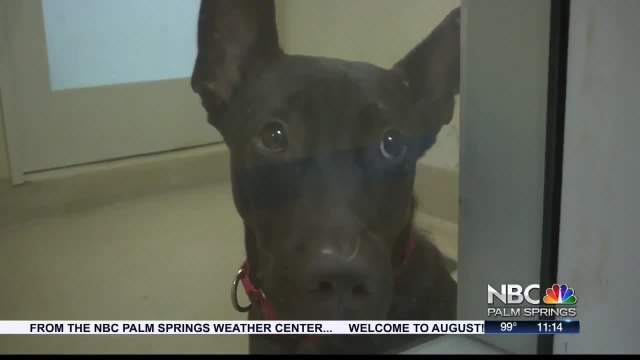 Community Steps Up to Help Palm Springs Animal Shelter in Need