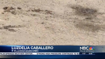 Woman Claims Dead Dog Was Left to Rot For Days