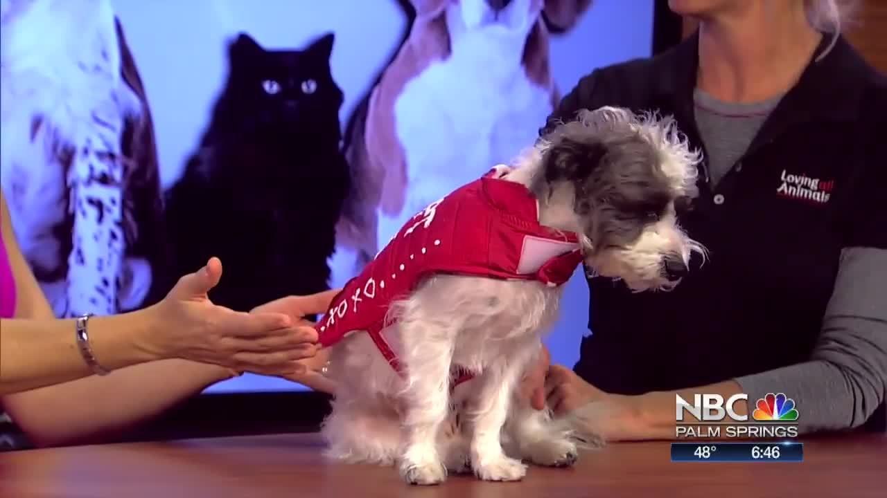 Mia Needs a Home!