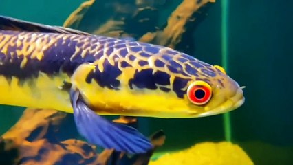 Inilah yang disebut Ikan chana maru