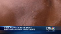 Horse Neglect in Mecca Raises Questions About Animal Cruelty Laws