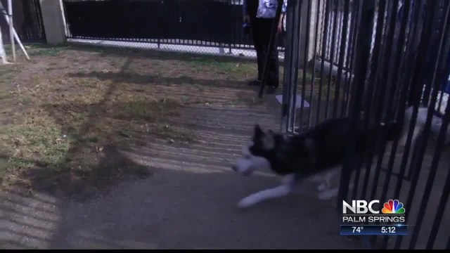 RIVCO Animal Shelter Sees Influx Of Huskies: “Game Of Thrones” To Blame?