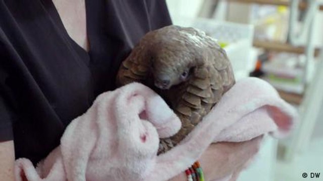 Wildlife trafficking: Pangolins under pressure