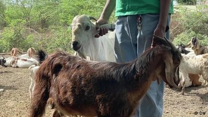 Somalia: Swapping goats for solar power