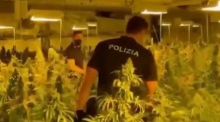 Fabbrica di marijuana nell'Alto Milanese: arrestati imprenditore e suo operaio (11.11.21)