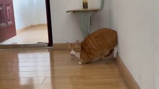 Super cat speed