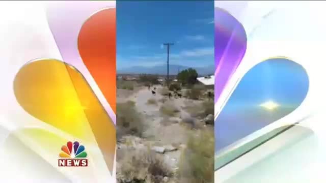 Large Pack Of Stray Dogs Roam Desert Hot Springs Neighborhood