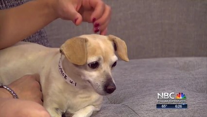 Pet Finders Rivco Animal Services Daisy and Snoop