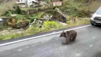 Kara yoluna inen yavru ayı kameralara yansıdı