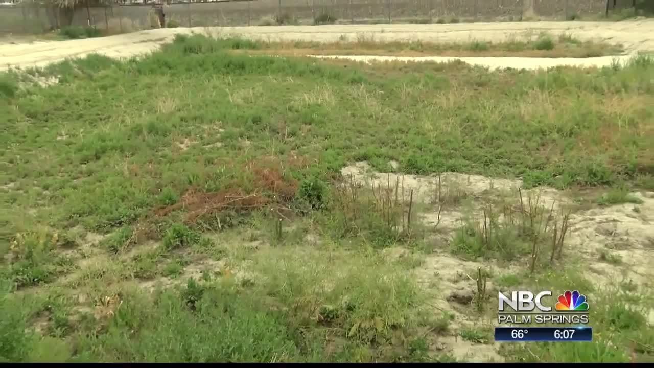 How to prevent mosquitoes from breeding in your own backyard