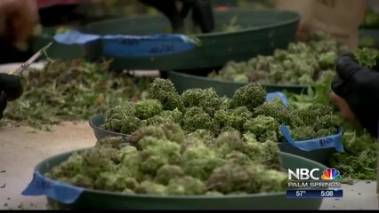 Palm Springs "Oversaturated" With Cannabis Businesses