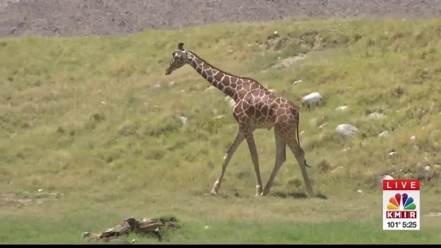 KMIR Cares: The Living Desert