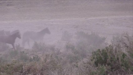 New Documentary Examines History, Healing Power of America's Wild Horses